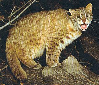Амурский кот