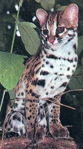 Бенгальская кошка